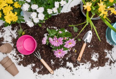 Fotoğraf, masanın üstünde toprak, bitki, sulama kutusu, saksı.