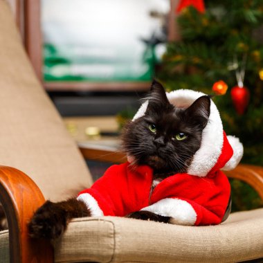 Noel Baba kostümlü siyah kedinin şenlikli portresi Noel ağacının arka planında.
