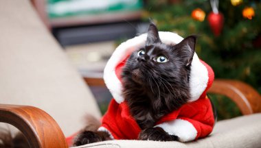 Takım elbiseli yeni yıl kedisinin portresi yan yana oturmuş yanan bir çelenkle Noel ağacının arka planında oturuyor.