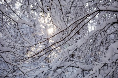 Orman gündüzleri karlı ağaçların güzel fotoğraf
