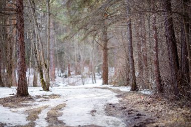Ormandaki kar ve ağaçların görüntüsü. Kış manzarası