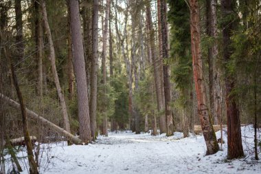 Ormandaki kar ve ağaçların görüntüsü. Kış manzarası