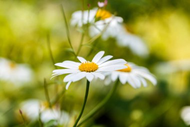 Çiçek açan papatya çiçekleri yaz tarlasında bir çayırda