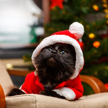 Noel Baba kostümlü bir kedinin Noel ağacının arka planında yanan çelenklerle oturduğu bir resim.