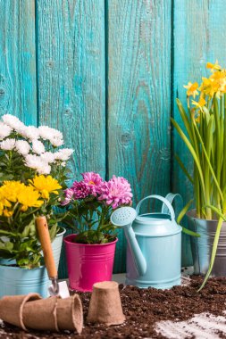 Tencerelerde renkli kasımpatılar, ilkbahar günü ahşap çitlerin yanında sulama kutuları.