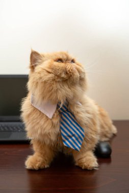 Çizgili kravatlı egzotik bir kedi resmi dizüstü bilgisayarın arka planında, odada.