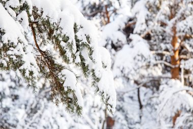 Gün boyunca kar ve mavi gökyüzü ile kış ağaç resmi