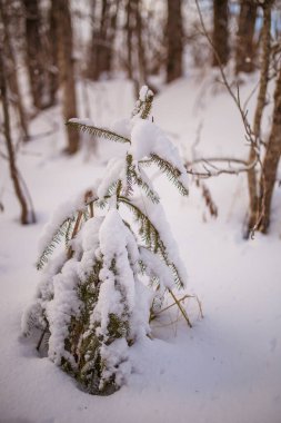 Kış günü karlı manzara ve ağacın resmi.