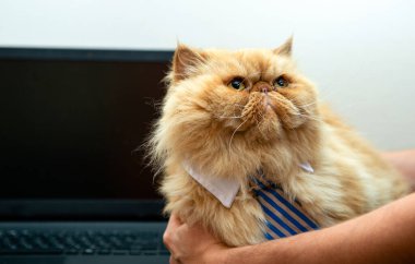 Çizgili kravatlı egzotik bir kedi resmi dizüstü bilgisayarın arka planında, odada.