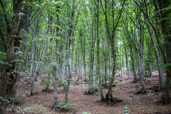 Los Árboles Misteriosos Bosque Montaña Chatyr Dag Crimea —  Fotos de Stock