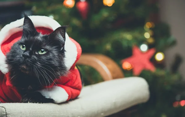 Foto Gato Año Nuevo Traje Santa Sentado Silla — Foto de Stock