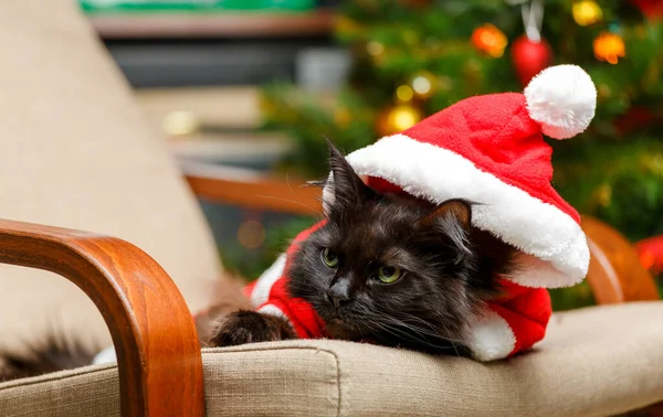 Foto Gato Año Nuevo Traje Santa Sentado Silla — Foto de Stock