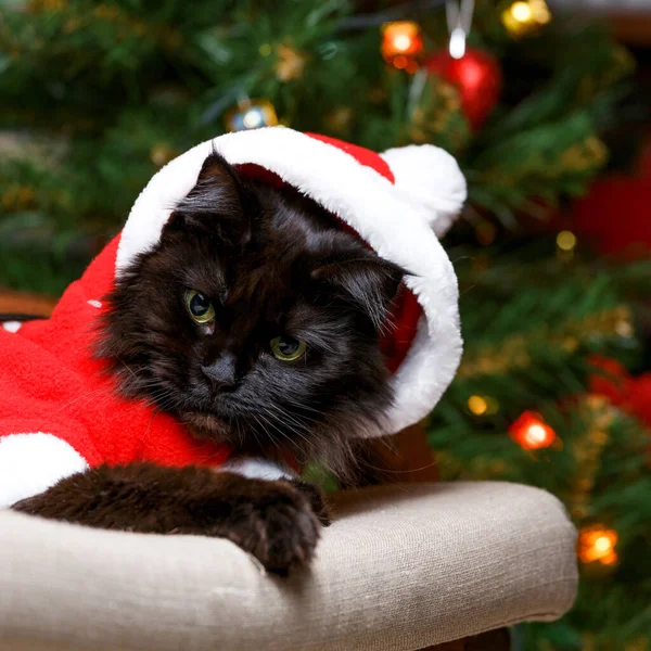 Obrázek Černé Kočky Kostýmu Santa Křesle Pozadí Zdobené Vánoční Stromeček — Stock fotografie