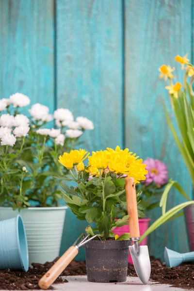 Foto Van Kleurrijke Chrysanten Potten Bij Houten Hek Het Voorjaar — Stockfoto