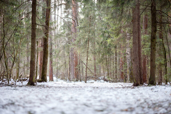 Image of snow trail and trees in forest. Winter landscape