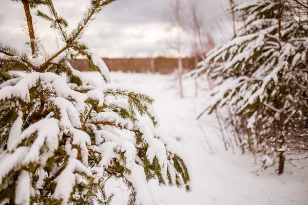 Foto Ramos Abeto Floresta Inverno Durante Dia — Fotografia de Stock