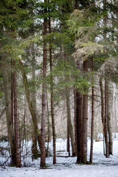 Bild Snöspår Och Träd Skogen Vinterlandskap — Stockfoto