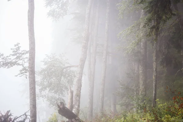 夏日雾蒙蒙的森林与树木的图片 — 图库照片