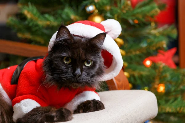 Vánoční Obrázek Černé Kočky Kostýmu Santa Křesle Pozadí Stromu Věncem — Stock fotografie