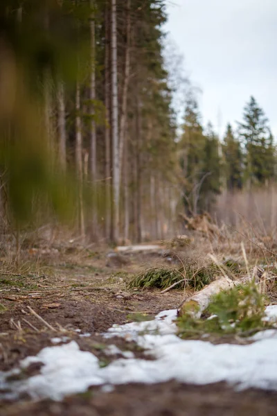 森林里有一点雪的树木和小径的图像 — 图库照片