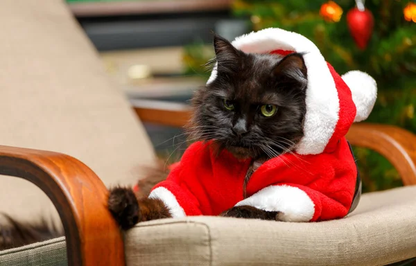 Slavnostní Portrét Černé Kočky Kostýmu Santa Clause Křesle Pozadí Vánočního — Stock fotografie