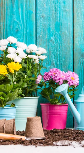 Image Colorful Chrysanthemums Pots Wooden Fence Spring — Stock Photo, Image