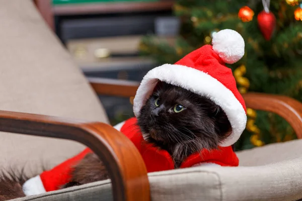 Nový Rok Obrázek Černé Kočky Kostýmu Santa Židli Pozadí Zdobené — Stock fotografie