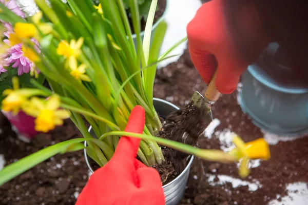 Image Terre Arrosoir Pot Fleurs Pelle Râteau Mains Gants Caoutchouc — Photo