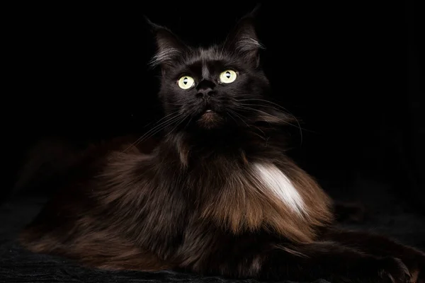 Estudio Retrato Hermoso Maine Coon Cat Contra Fondo Negro — Foto de Stock