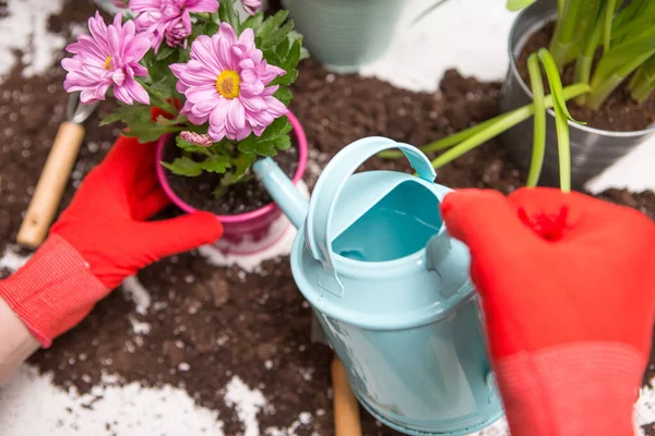 Photo Soil Watering Can Flowerpot Human Hands Red Rubber Gloves — Stock Photo, Image