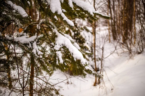 Picture Branches Spruce Winter Forest Day — Stock Photo, Image