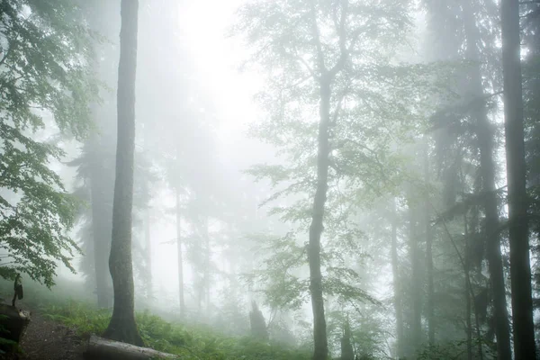 Yaz Günü Ağaçlı Sisli Ormanın Resmi — Stok fotoğraf