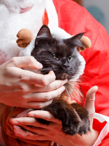 Image Black Cat New Year Deer Suit Santa Claus — Stock Photo, Image