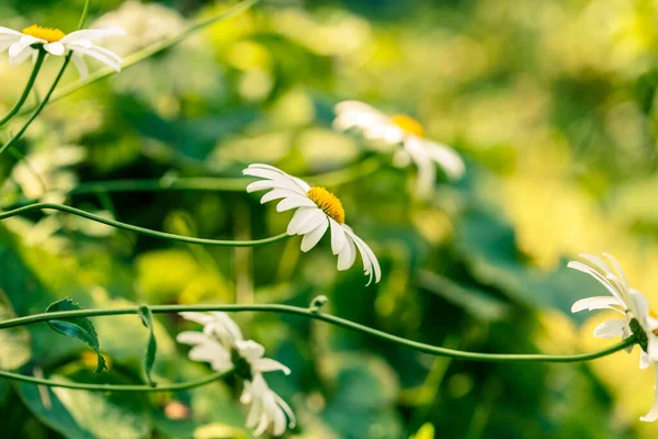 Blühende Kamillenblüten Auf Einer Wiese Sommerfeld — Stockfoto