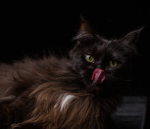 Studio Portrait Beau Chat Maine Coon Sur Fond Noir Peut — Photo