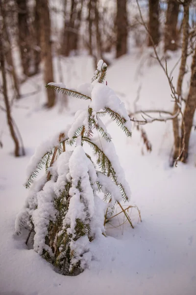 冬日雪景与树木的图片 — 图库照片