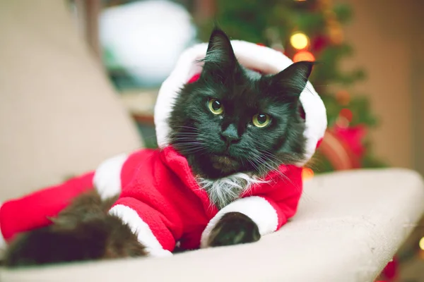 Fotografie Novoroční Kočky Santově Kostýmu Sedící Křesle — Stock fotografie
