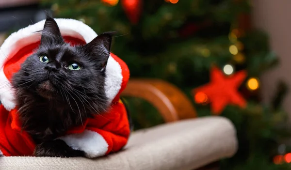 Retrato Gato Año Nuevo Traje Santa Sentado Silla Contra Fondo — Foto de Stock