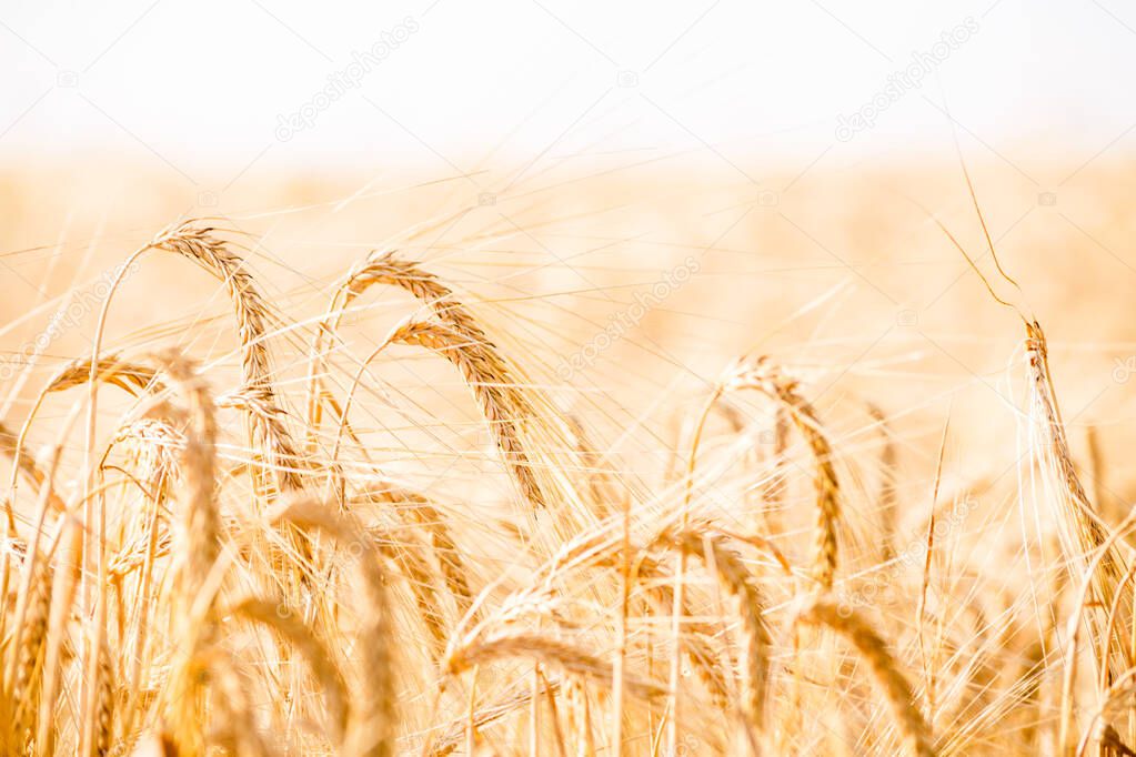 Wheat field. Background of ripening ears of meadow wheat field. Rich rural harvest concept