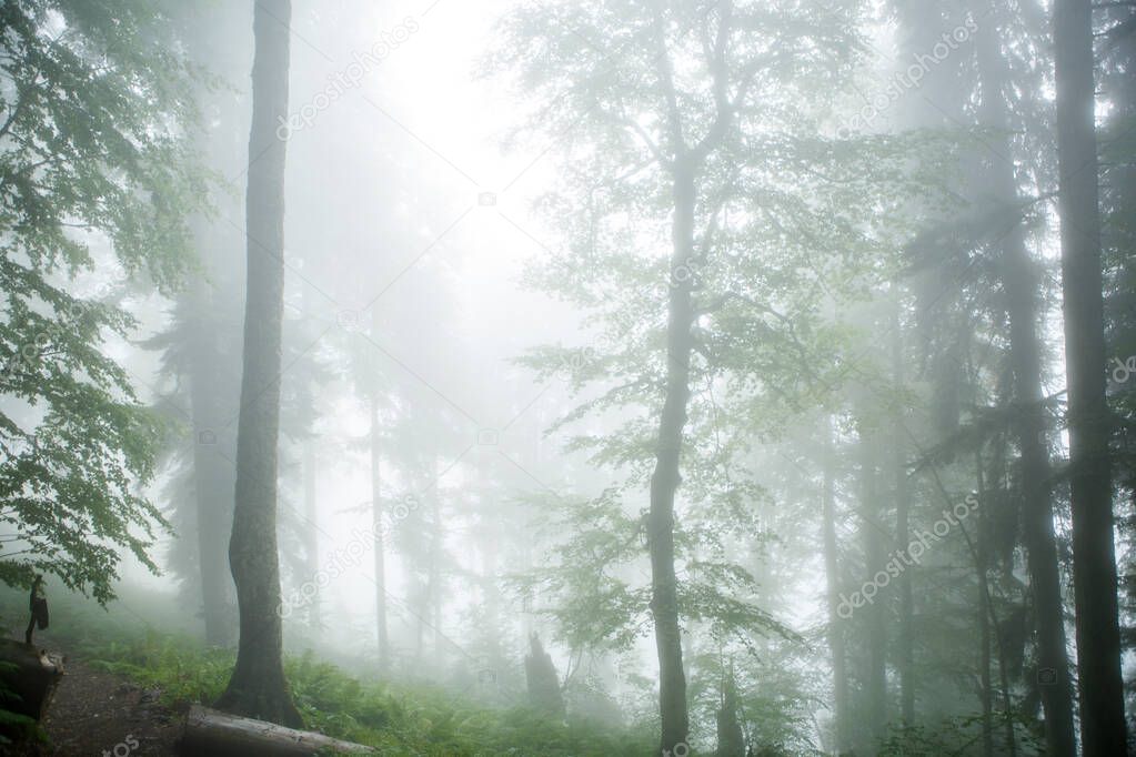 Picture of foggy forest with trees on summer day