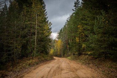 Orman yolu sonbahar karışık ormanlarından geçiyor.