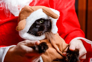 Noel Baba 'nın elinde geyik kostümlü kara kedi resmi.