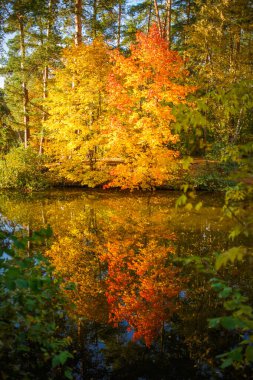 Öğleden sonra sonbahar ağaçları ve gölet fotoğrafı