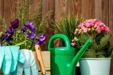 Bahçedeki terasta bahçe aletleri ve çiçekler.