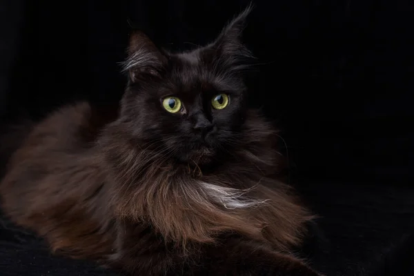 Studioporträt Einer Schönen Maine Coon Katze Vor Schwarzem Hintergrund Kann — Stockfoto