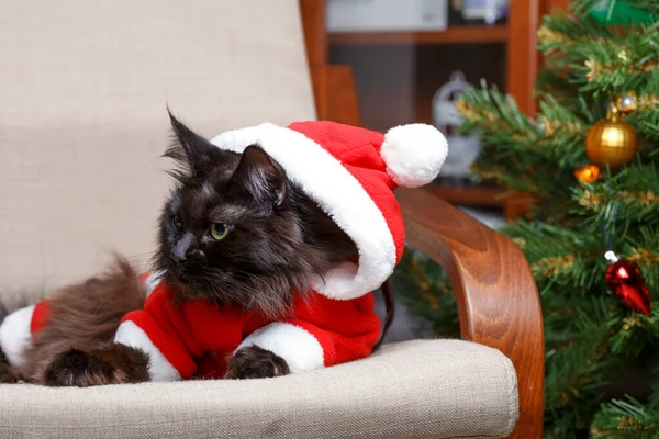 Retrato Navideño Gato Negro Disfrazado Santa Claus Sillón Sobre Fondo — Foto de Stock