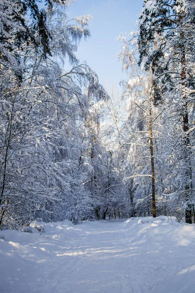 Photo Pittoresque Arbres Enneigés Dans Forêt Pendant Journée — Photo