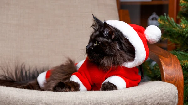 Foto Gato Año Nuevo Traje Santa Sentado Silla — Foto de Stock