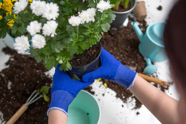 Photo on top of man's hands in blue gloves transplanting flower on table
