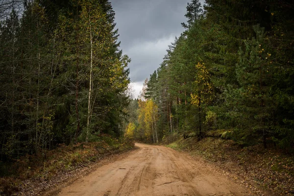 穿越秋天混交林的林间小路 — 图库照片
